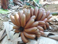 Sri Lankan Oragnic Fresh Banana Red – product photo 2, product detail gallery