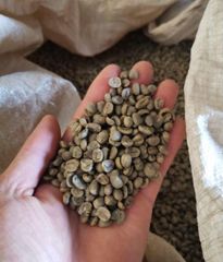 Coffee Beans - Image 4