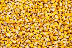 Maize Grain For Commercial Feed Production And Food Applications With Strong Kernel Quality Natural Nutrition – product photo 3, product detail gallery