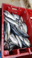 Frozen mackerel Origin South Africa Length_range 20–35 Cm Moisture_content ≤ 80% Container_load Approx. 25 Mt Storage_conditions -18°c Or - Image 1