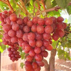 Best Quality Starlight Seedless Grapes for sale!! Class 1 Export Quality Red Seedless Grapes from South Africa – product photo 5, product detail gallery