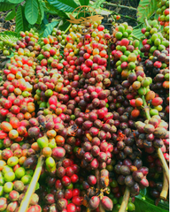 coffee / coffee beans / Indonesian coffee – product photo 2, product detail gallery