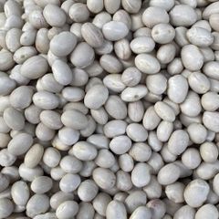 Dried Sugar Beans With Long Shelf Life And High Purity For Export And Wholesale Distribution Markets - Image 1