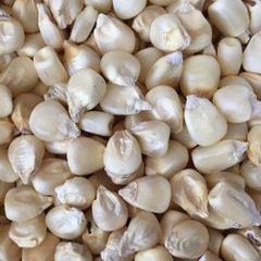 High-Quality NON GMO WHITE CORN MAIZE - Image 5