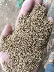 Cumin Seeds - Image 1
