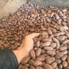 Cocoa Beans – product photo 2, product detail gallery