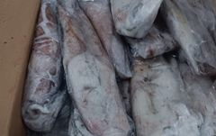 HIGHLY VALUED SEA FROZEN WHOLE SQUID(LOLIGO VULGARIS) CLEANED SQUID SLIGHTLY SWEET FLAVOR 20KG CARTONS ON SALE - Image 5