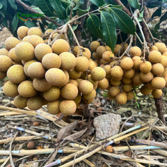 Longan Premium quality export Type Frozen & Fresh Place of Origin Vietnam Quality 90 - 120 pcs - Image 3