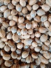 Semi de-husked brown coconut - Image 2