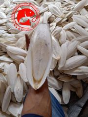 Frozen Cuttle Fish Bone – product photo 2, product detail gallery