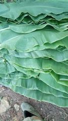 Banana Leaves – product photo 1, product detail gallery
