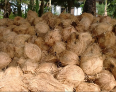 Semi Husk Coconut – product photo 2, product detail gallery