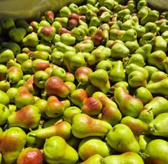 Quality Fresh Pears for sale Organic Yes Origin South Africa Harvest Condition At Peak Ripeness Harvest Timing Harvested At Peak Ripeness - Image 2