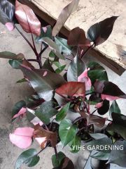Philodendron Pink Princess Variegated Live Indoor Plants Origin China Feature Evergreen Model NO. PH50710 Properties Nature - Image 6