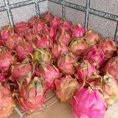 Fresh Dragon Fruit  - Indonesian Fresh Dragon Fruit with Vibrant Color, Refreshing Taste, and Excellent Quality - Image 5