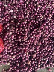 PREMIUM INDIAN ONION - Image 2