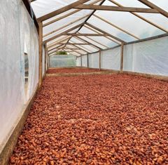 Certified Organic Cocoa Beans Roasted and Dried Cacao Beans Packed in Bag whatsap +255787979235 - Image 5