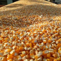 Corn Color Yellow Texture Crunchy Origin Best Farms Flavor Natural Sweetness Freshness Year-round Availability Form Kernel, Seed, Silage, Fresh - Image 2