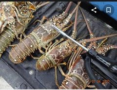 Lobster 🦞 - Image 2