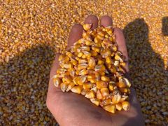 Yellow Corn – product photo 1, product detail gallery