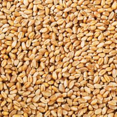 Organic First Grade Wheat Seeds in 50 Kg Bag Natural Wholegrain - Image 1