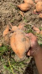 Orange sweet potato - Image 1
