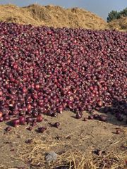 Premium Fresh Egyptian Red Onion for Export – product photo 2, product detail gallery