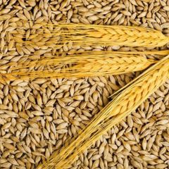 Quality Assured Barley Grain High Cleanliness Bulk Packaging For International Trade Buyers - Image 2