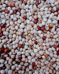Pigeon Peas - Image 5