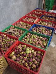 Mangosteen - Image 1