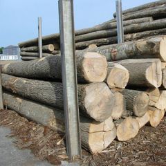 PINE SPRUCE BIRCH OAK ASH LOGS/TIMBER and eucalyptus timber wood logs/crude wood - Image 2