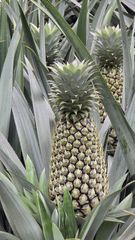 Fresh Pineapple – product photo 1, product detail gallery
