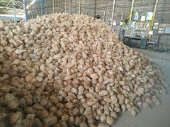 Semi husk cocount 🥥 – product photo 4, product detail gallery