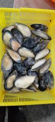Good Quality Size 8-10CM Frozen Half Shell Mussel Style FROZEN Packaging Box Weight (kg) 1kg Brand Name Healsea Shelf Life 24 - Image 6