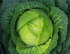 Fresh Cabbage Organic Fresh Vegetable High Quality Cabbage Vietnam - Image 4