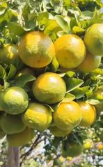 Farm fresh Oranges from Maharastra , India – product photo 1, product detail gallery
