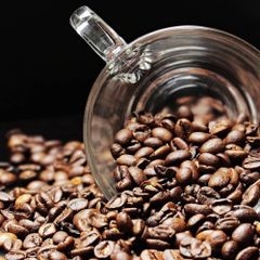 Robusta Coffee Bean Naturally Cultivated Coffee Harvest Designed For Coffee Processing And Retail Supply - Image 4