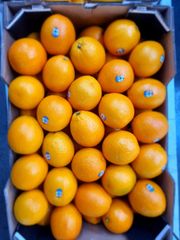 FRESH MIDKNIGHT VALENCIA ORANGE FOR SALE!! CLASS 1 EXPORT QUALITY MIDKNIGHT VALENCIA ORANGES FOR EXPORT – product photo 4, product detail gallery