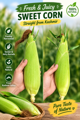 Fresh Sweet corn - Image 1