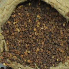 Fresh Natural Whole White Humera Sesame Seed from Ethiopia High Oil Content Best Price - Image 2