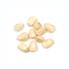Top grade white corn bulk supply premium maize export quality - Image 2