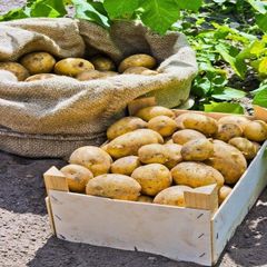 Farm Fresh Potatoes Selected For Restaurants Retailers And Food Businesses With Clean Appearance Firm Texture - Image 1
