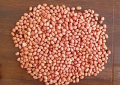 Peanuts  Grade A-B Packaging As Per Your - Image 1