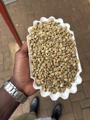 Robusta green coffee beans Scrn 1500 – product photo 2, product detail gallery