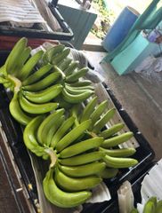 Fresh Green Banana - Image 3