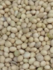 Organic Soybeans – product photo 1, product detail gallery