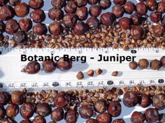 Juniper berries - Image 1