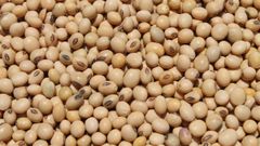 Soybeans – product photo 1, product detail gallery