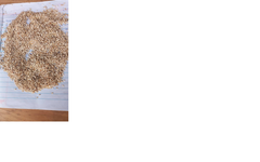White Sesame seeds – product photo 2, product detail gallery