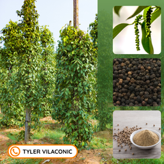 Black Pepper 550GL Machine Cleaned, Sun Dried, Raw Spices from Vietnam Tyler – product photo 1, product detail gallery